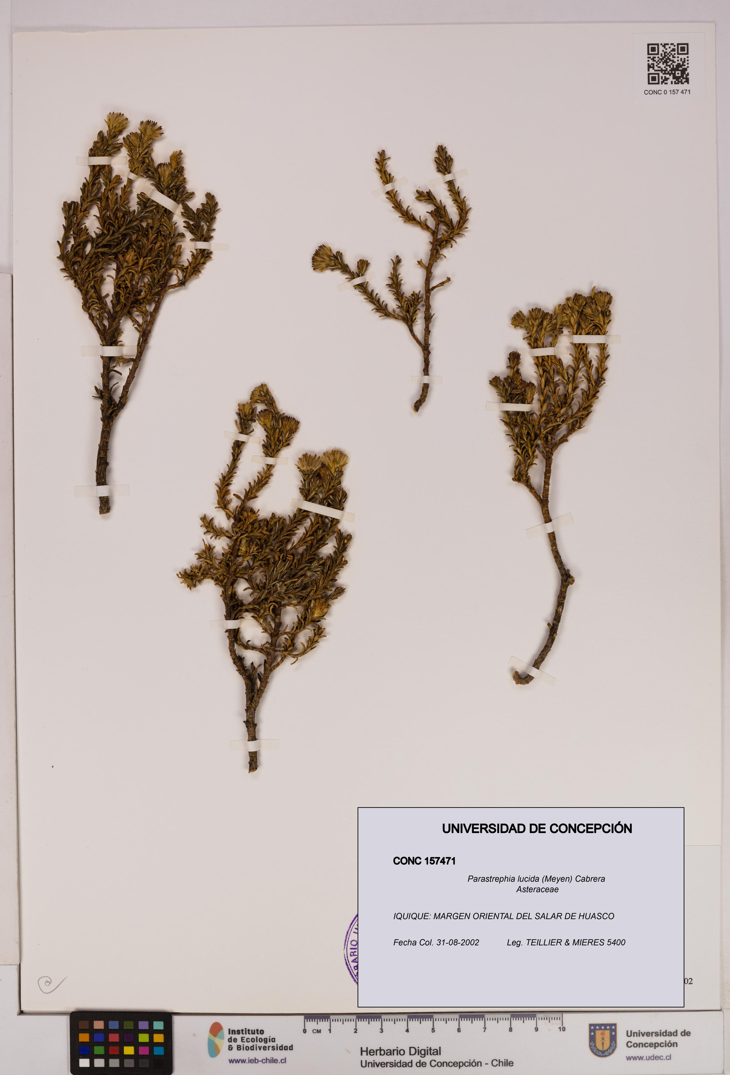 Parastrephia lucida [Espécimen: UDEC:CONC:0157471]