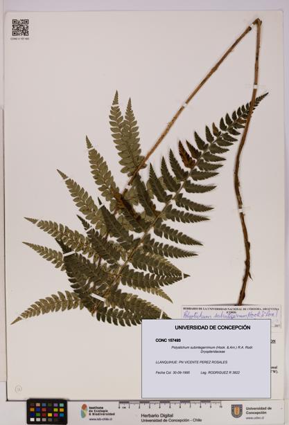Polystichum subintegerrimum [Espécimen: UDEC:CONC:0157493]