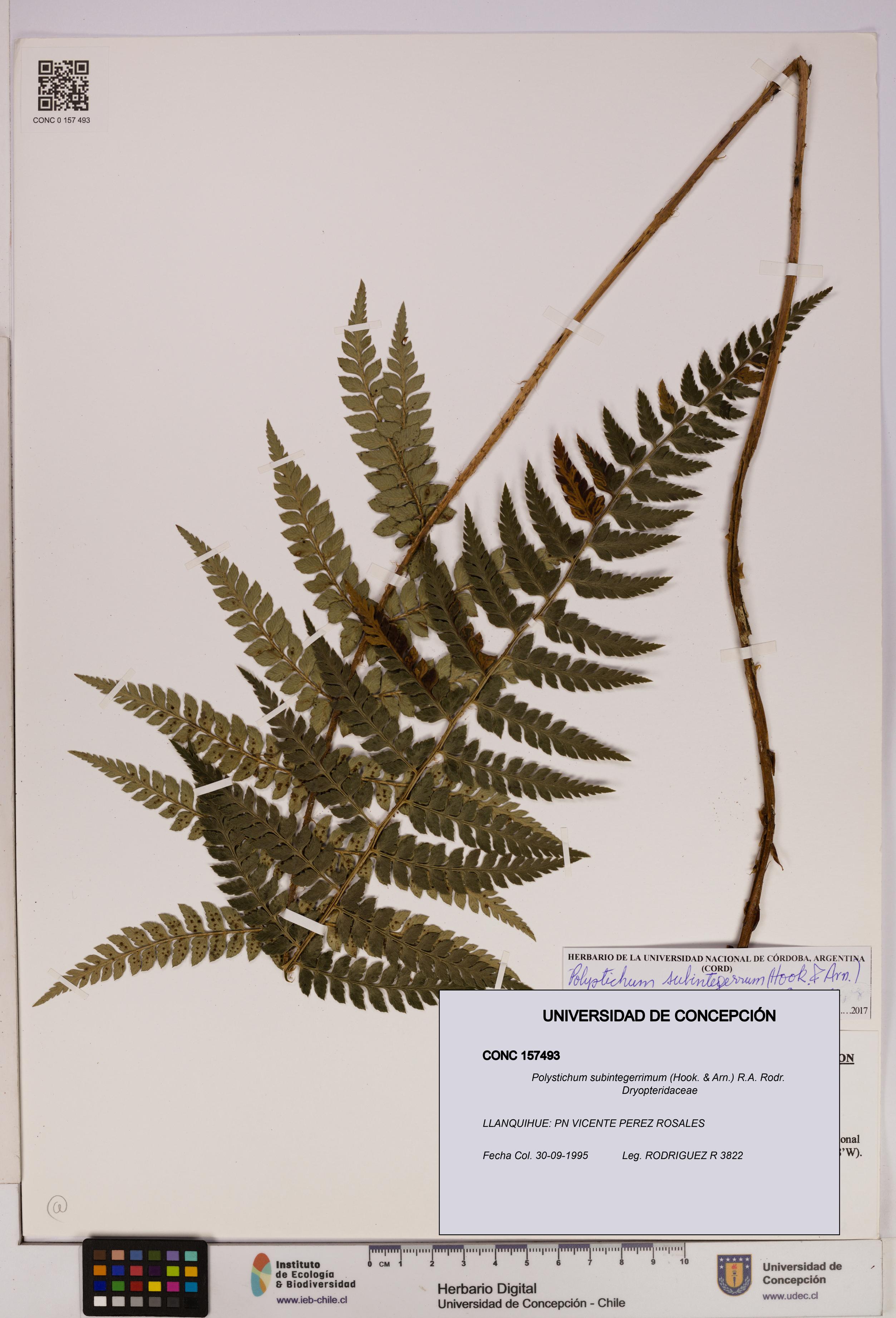 Polystichum subintegerrimum [Espécimen: UDEC:CONC:0157493]