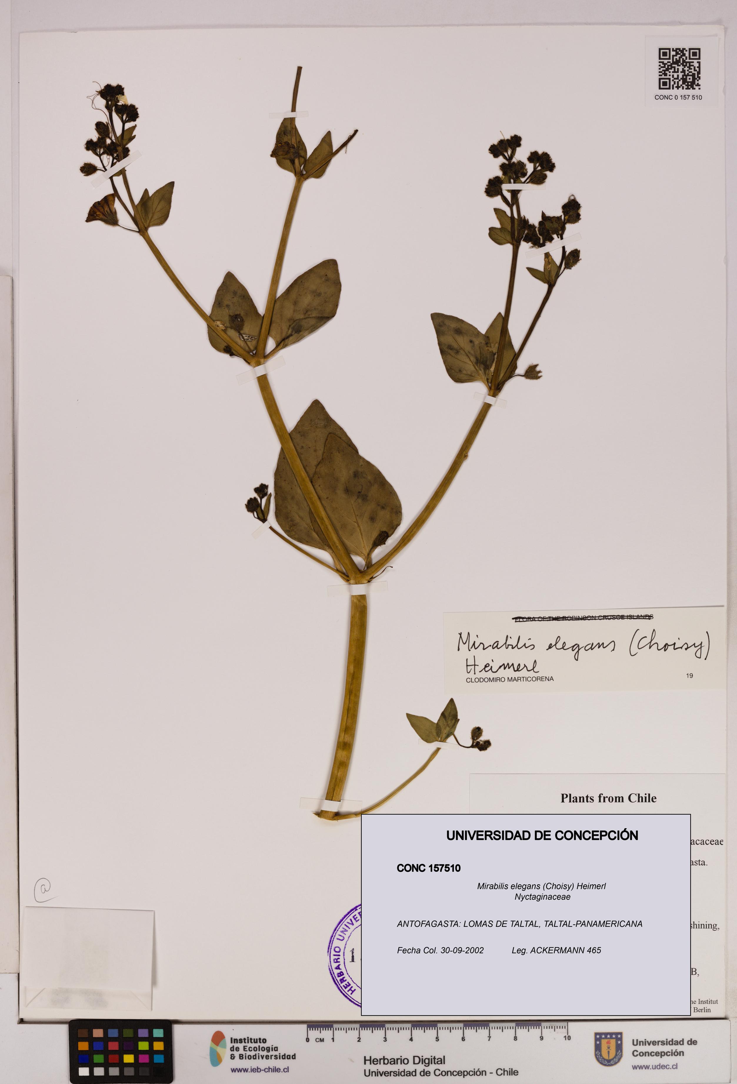 Mirabilis elegans [Espécimen: UDEC:CONC:0157510]