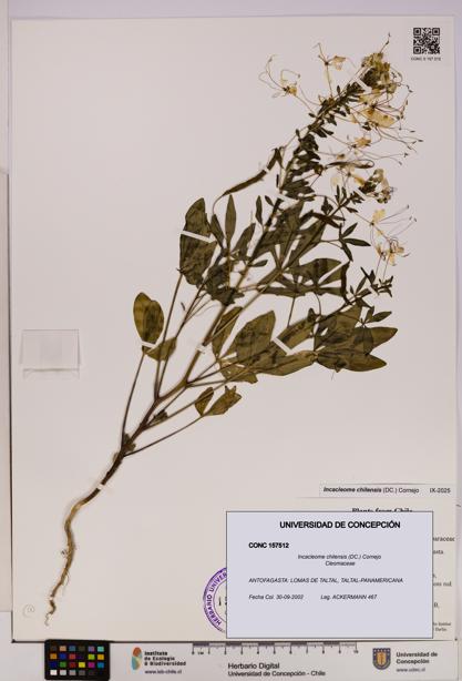 Incacleome chilensis [Espécimen: UDEC:CONC:0157512]
