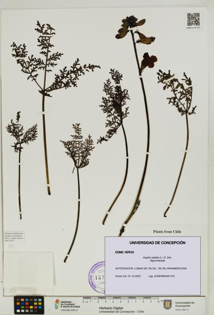 Argylia radiata [Espécimen: UDEC:CONC:0157513]