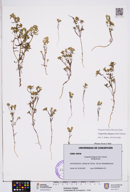 Cryptantha filaginea [Espécimen: ]