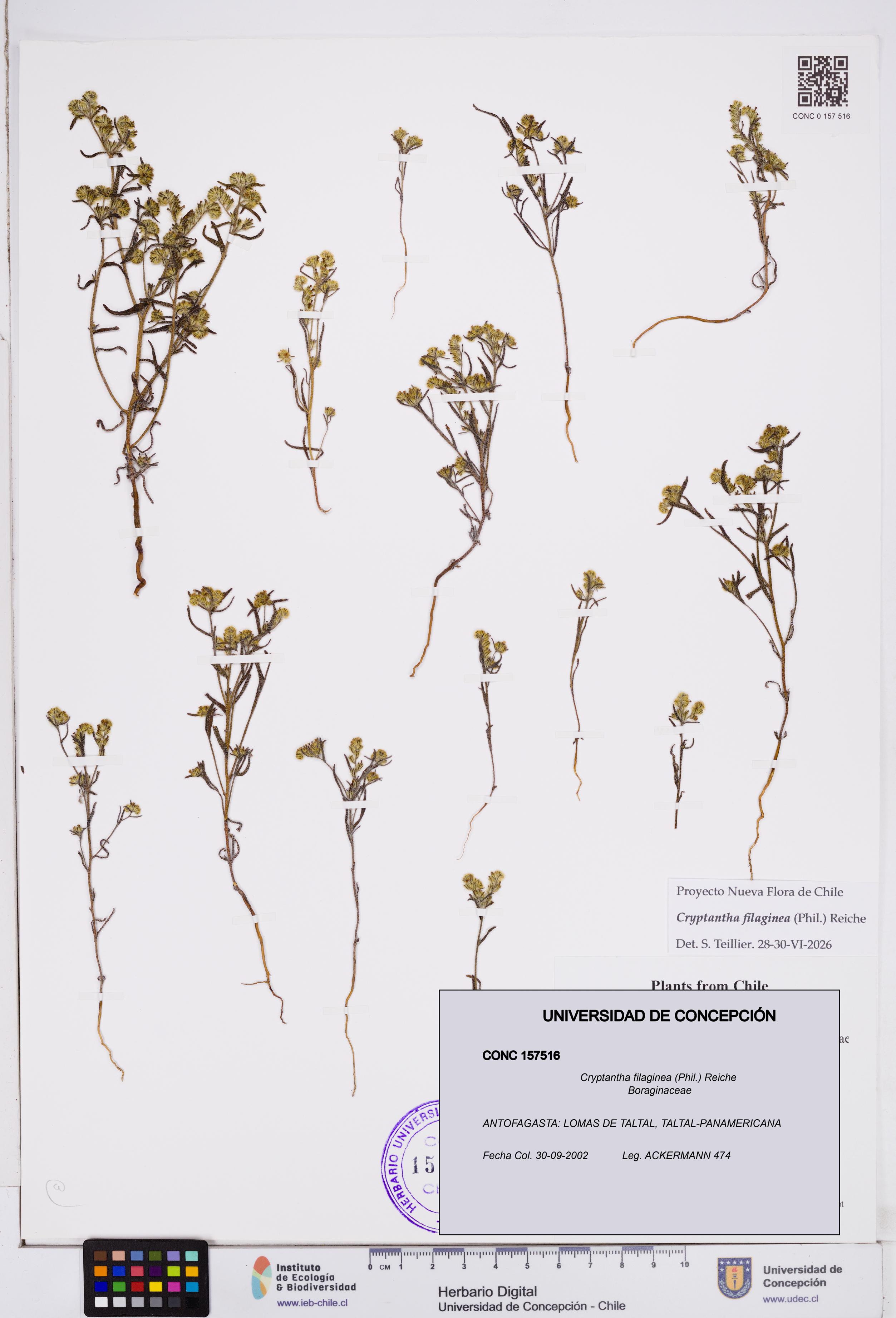 Cryptantha filaginea [Espécimen: ]