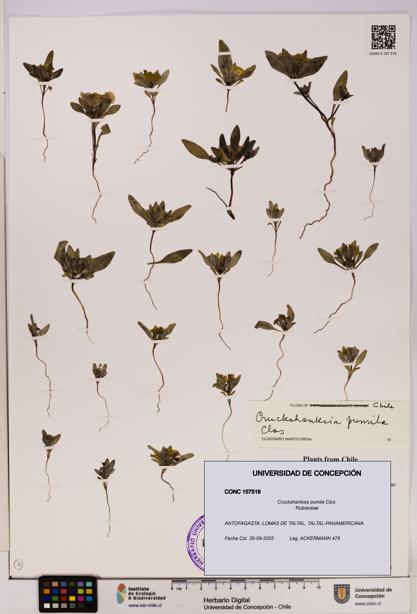 Cruckshanksia pumila [Espécimen: UDEC:CONC:0157519]