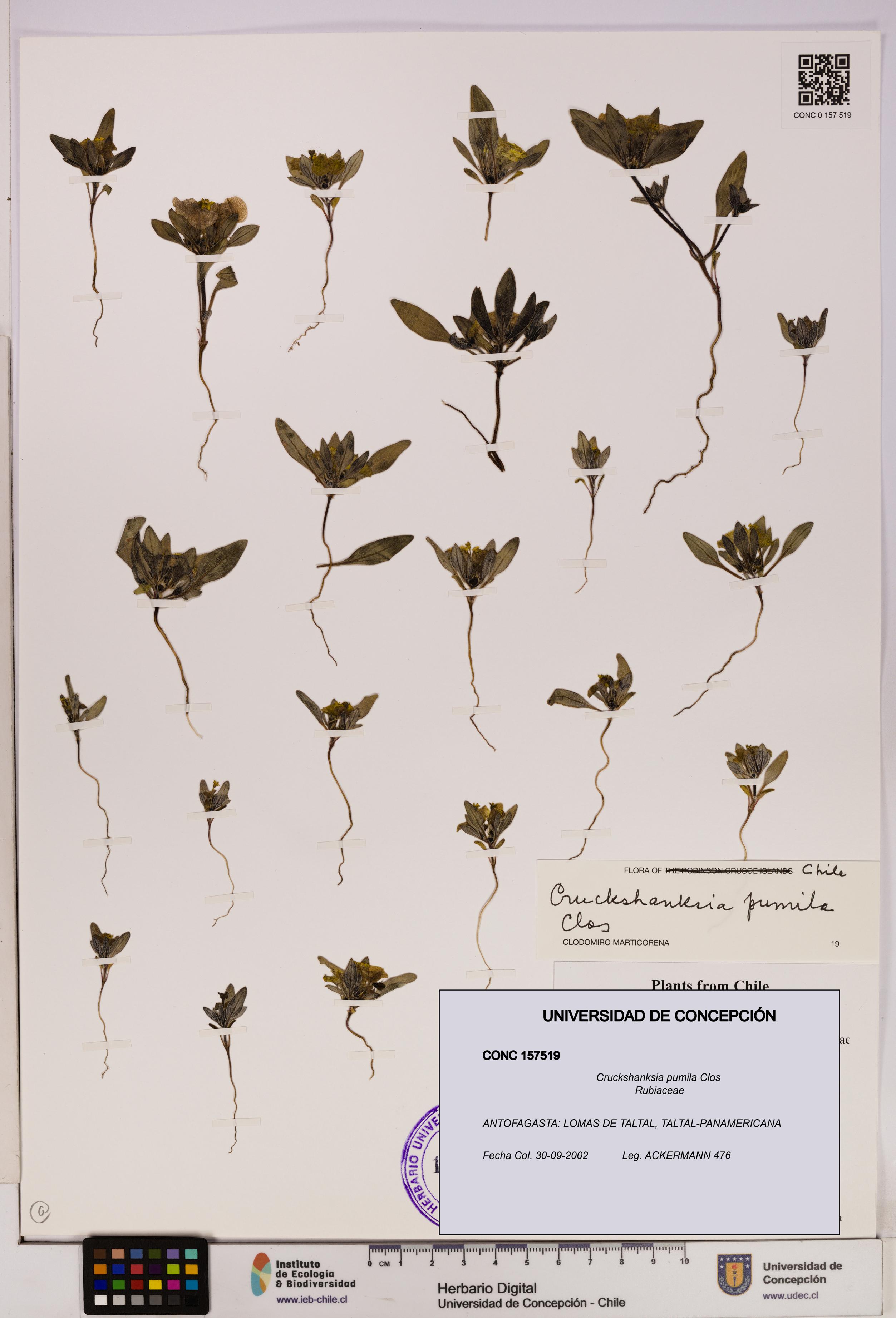 Cruckshanksia pumila [Espécimen: UDEC:CONC:0157519]