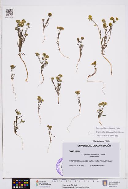 Cryptantha filiformis [Espécimen: ]