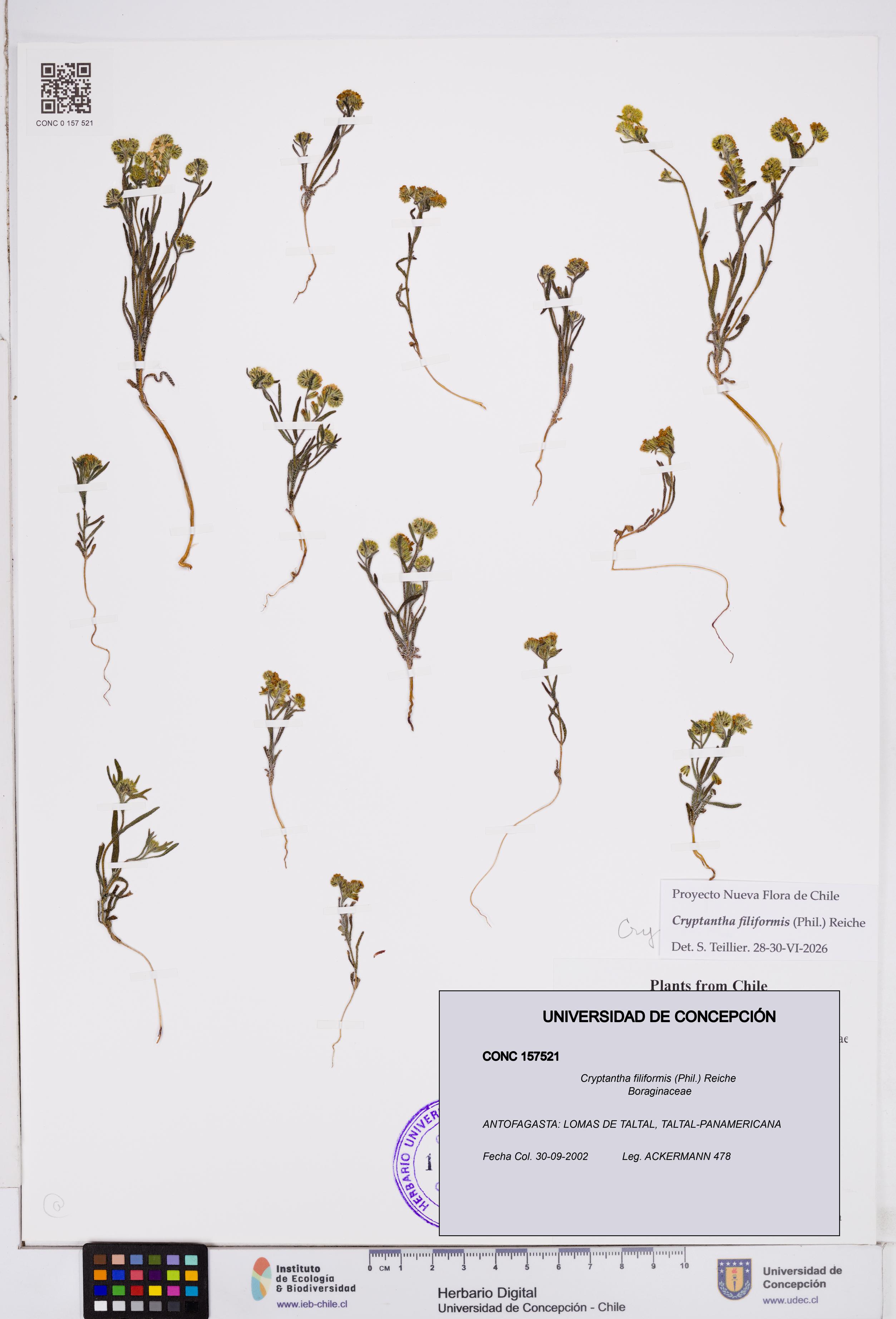 Cryptantha filiformis [Espécimen: ]