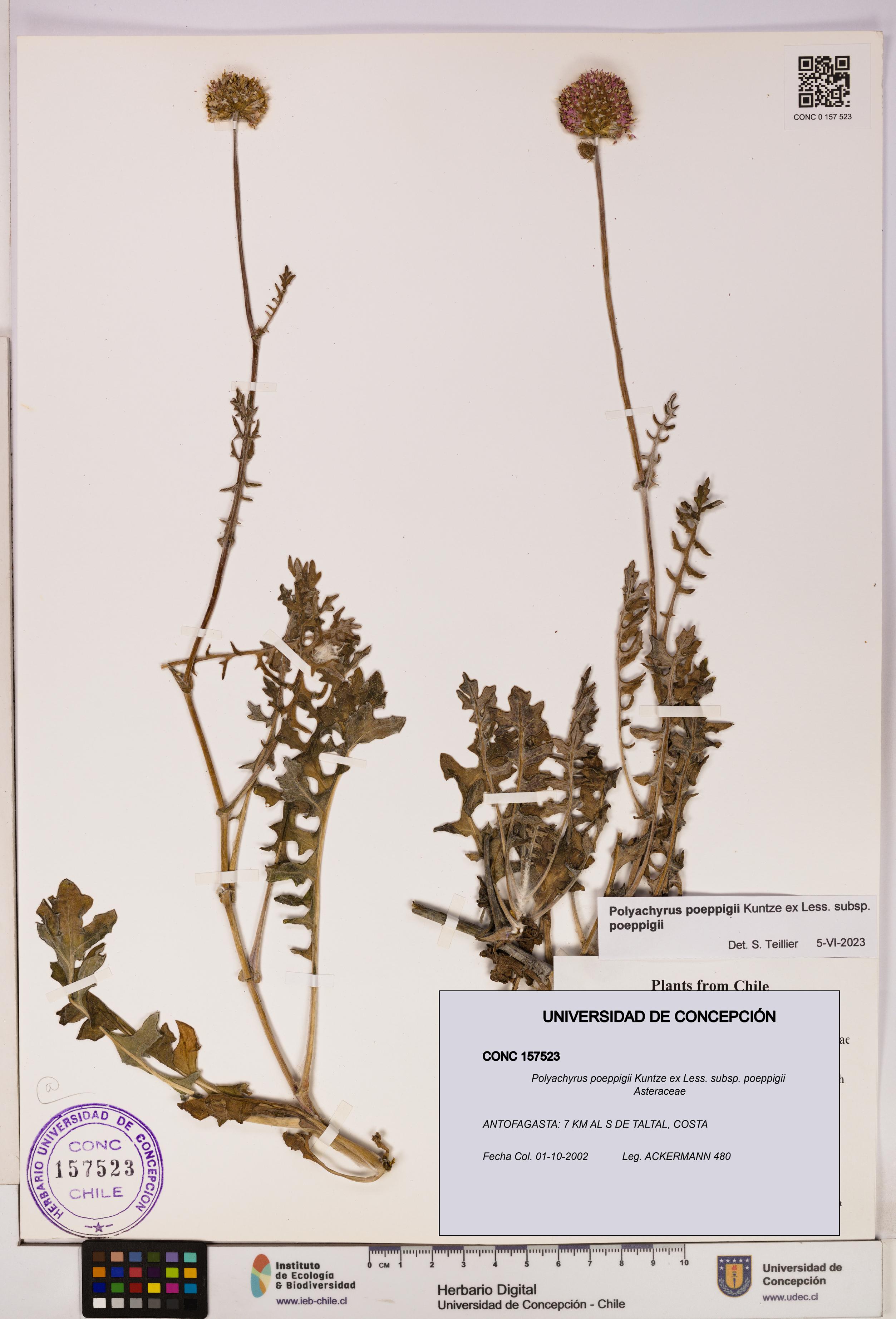 Polyachyrus poeppigii [Espécimen: UDEC:CONC:0157523]