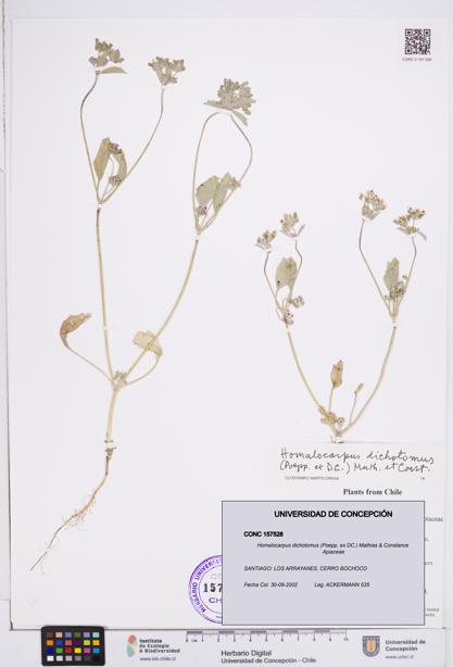 Homalocarpus dichotomus [Espécimen: ]