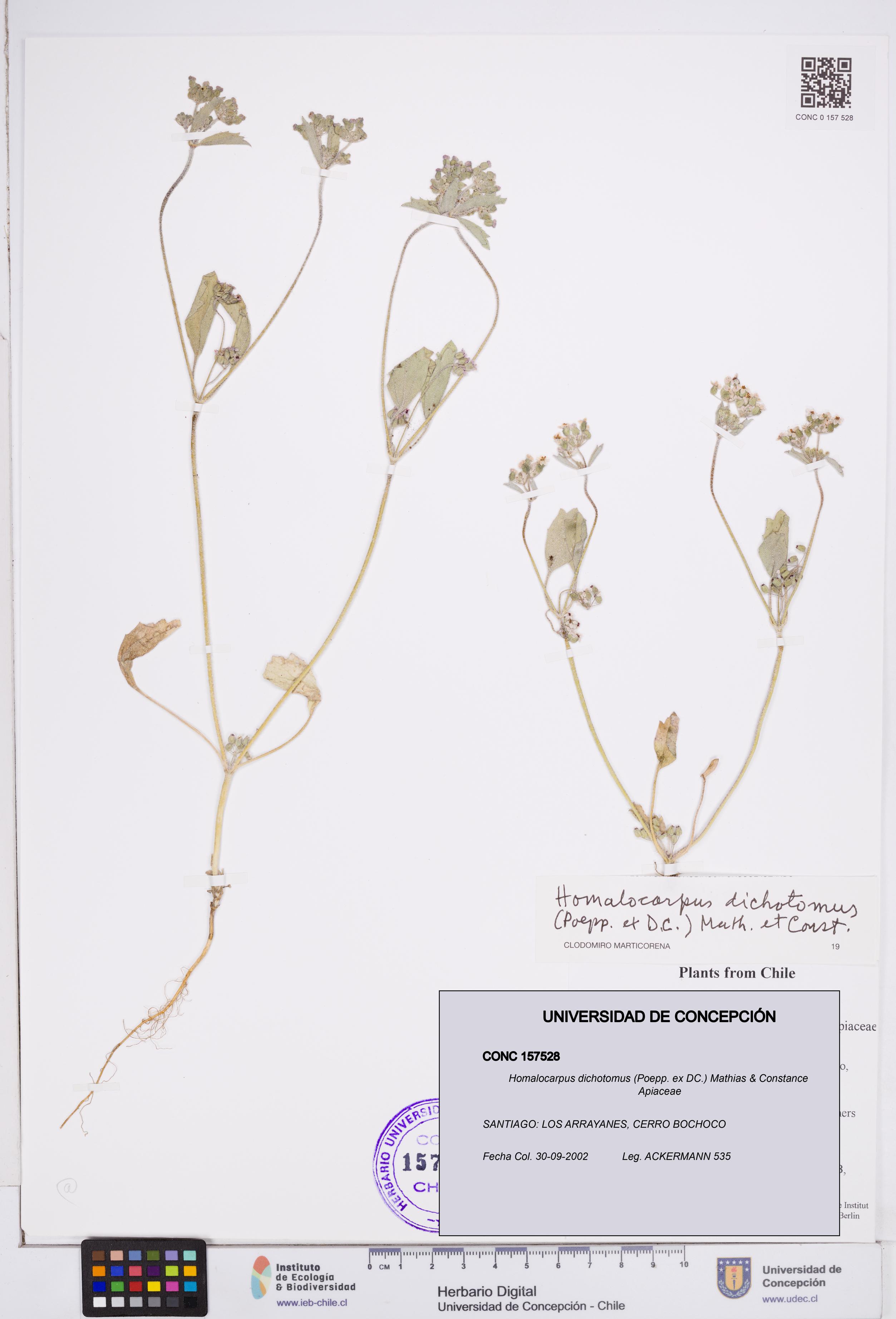 Homalocarpus dichotomus [Espécimen: ]