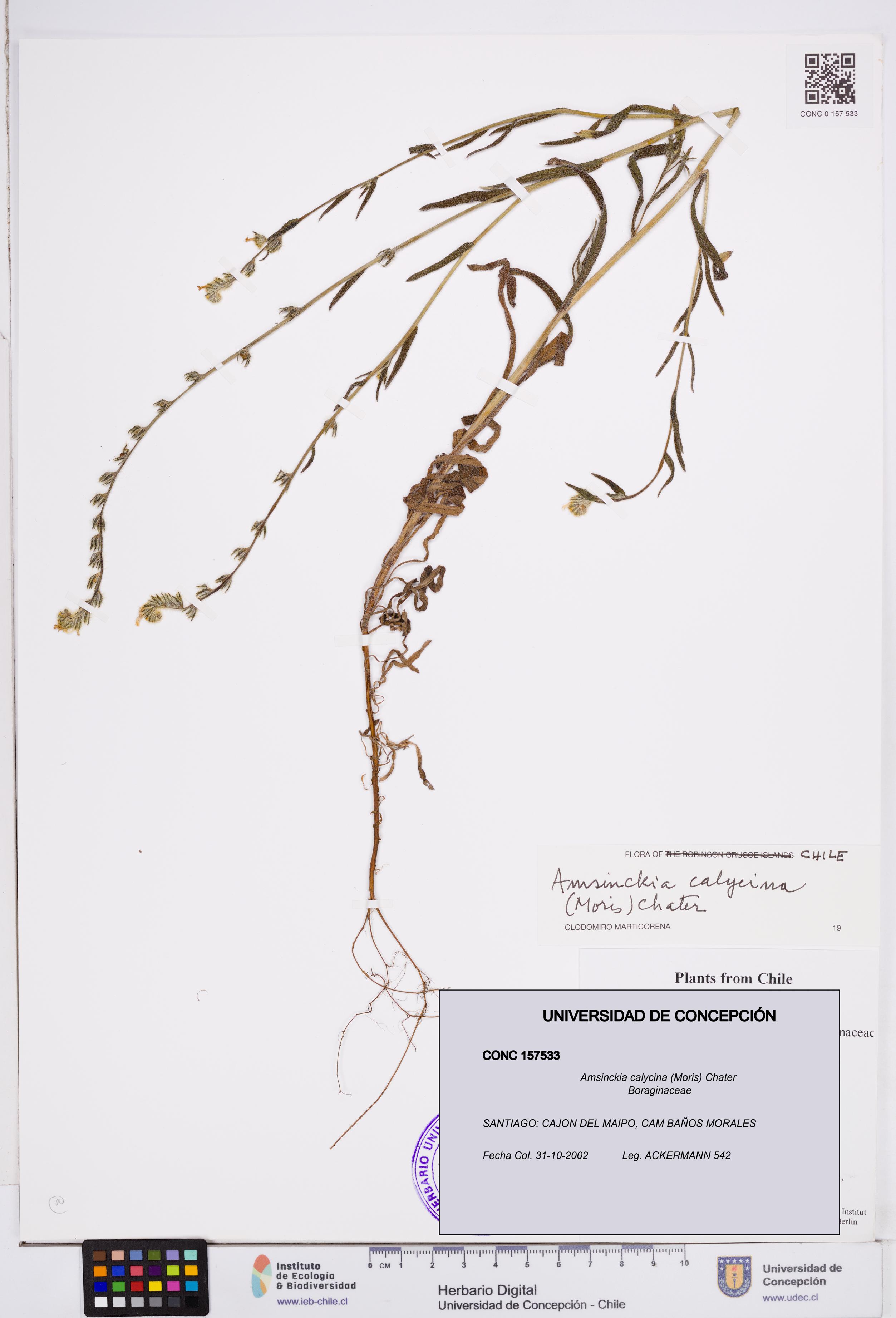 Amsinckia calycina [Espécimen: ]