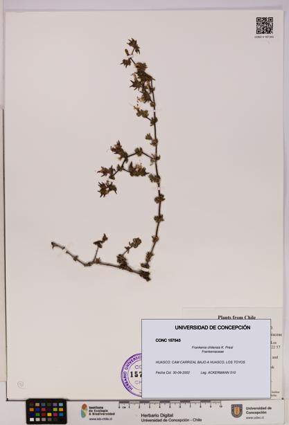 Frankenia chilensis [Espécimen: UDEC:CONC:0157543]