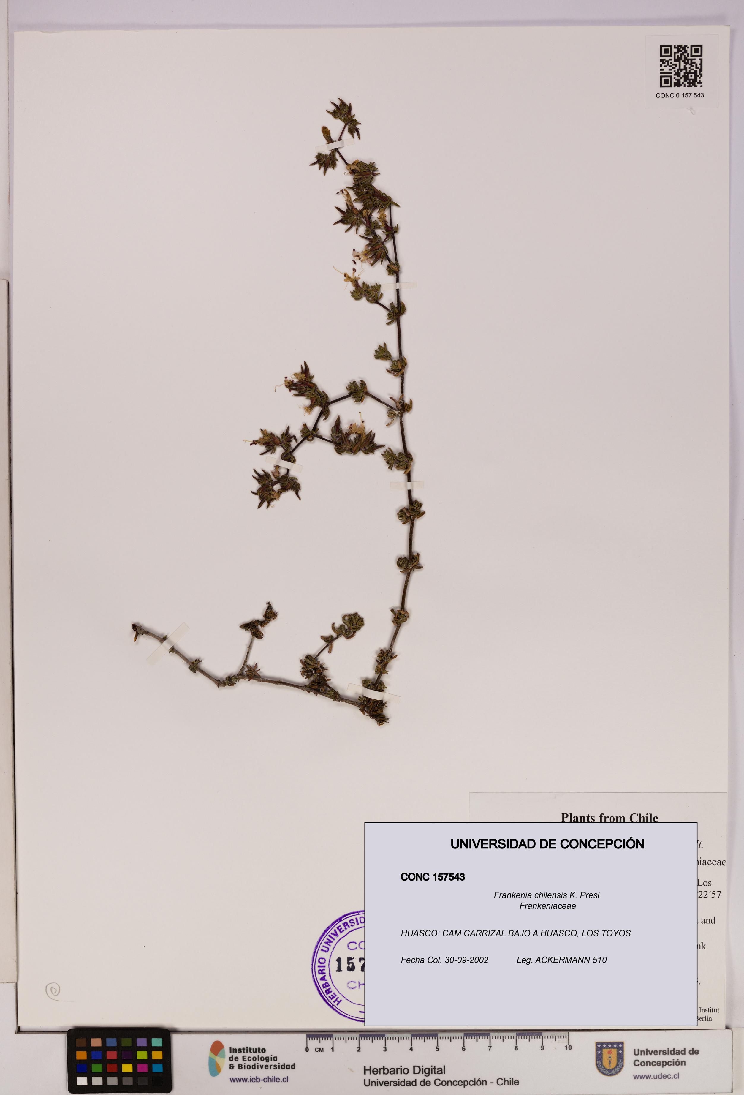 Frankenia chilensis [Espécimen: UDEC:CONC:0157543]