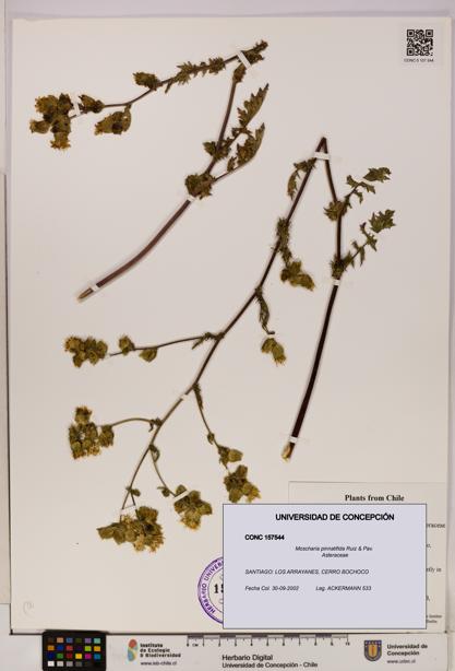 Moscharia pinnatifida [Espécimen: UDEC:CONC:0157544]