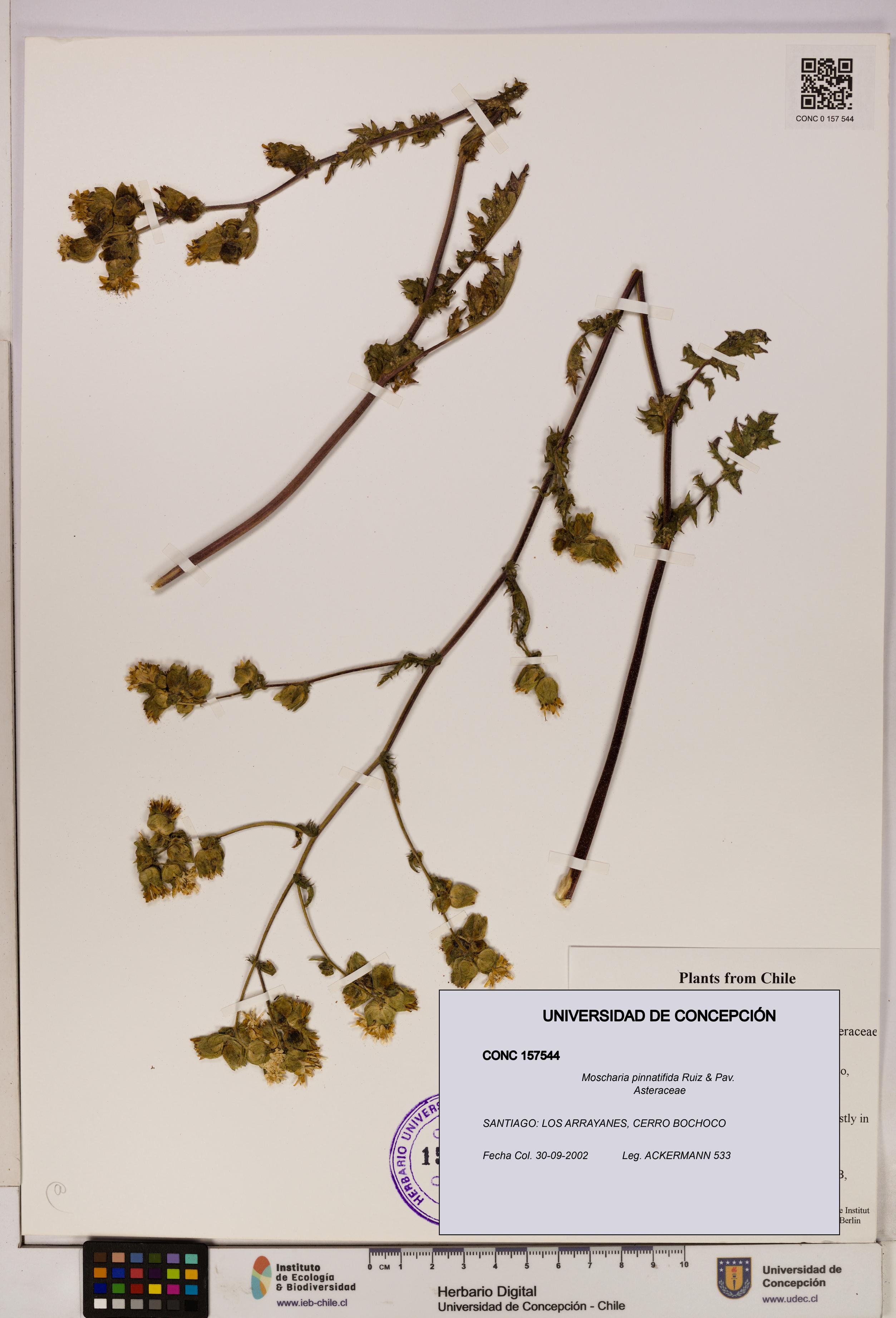 Moscharia pinnatifida [Espécimen: UDEC:CONC:0157544]