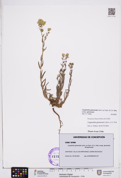 Cryptantha glomerata subsp. glomerata [Espécimen: ]