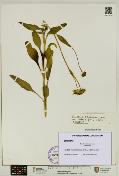 Encelia canescens [Espécimen: UDEC:CONC:0157551]