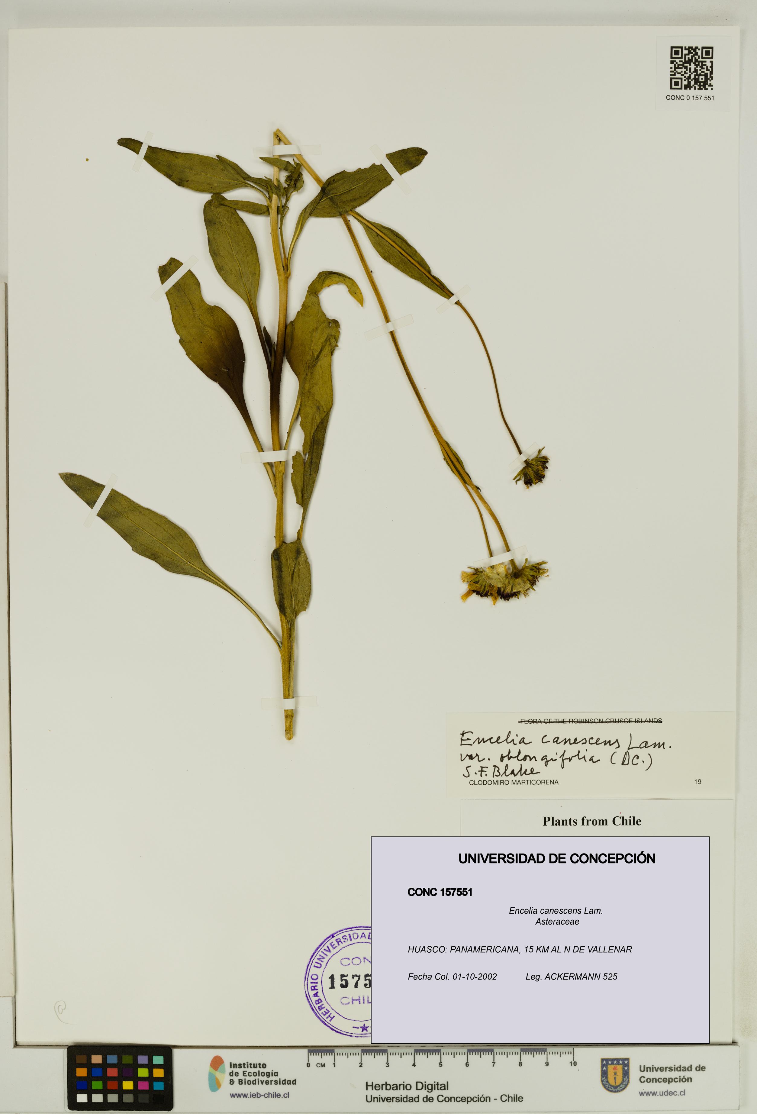 Encelia canescens [Espécimen: UDEC:CONC:0157551]