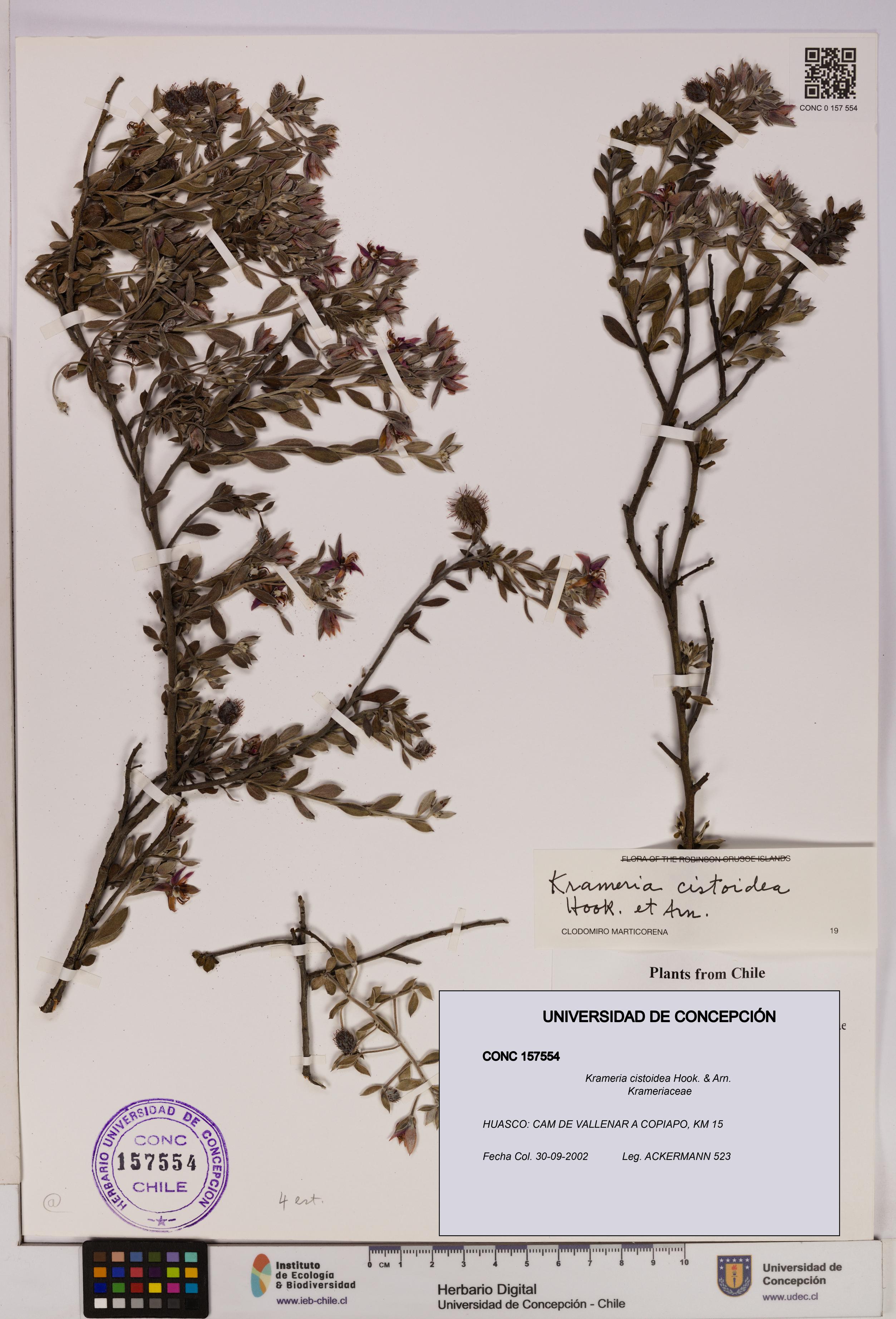 Krameria cistoidea [Espécimen: UDEC:CONC:0157554]