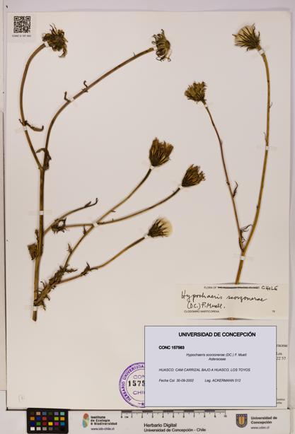 Hypochaeris scorzonerae [Espécimen: UDEC:CONC:0157563]