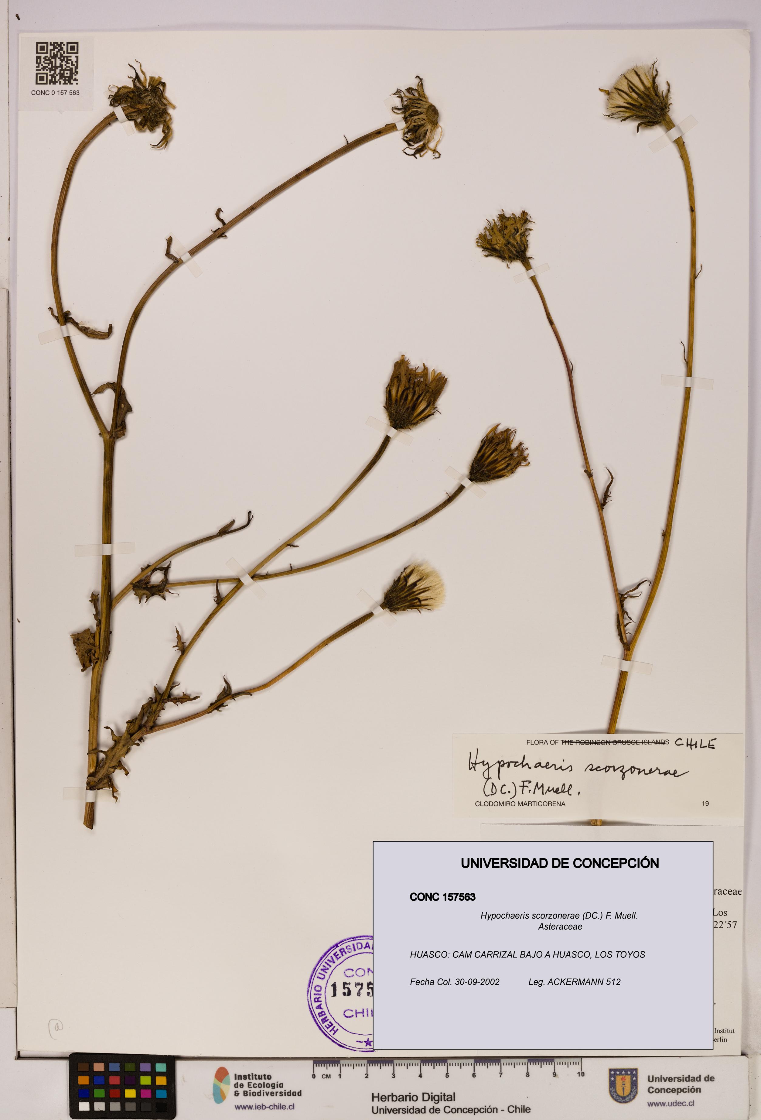 Hypochaeris scorzonerae [Espécimen: UDEC:CONC:0157563]