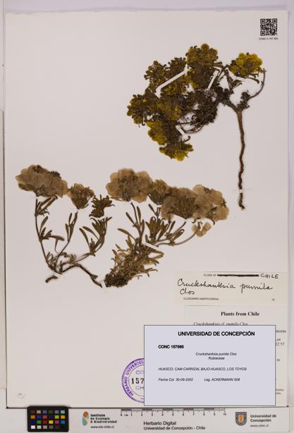 Cruckshanksia pumila [Espécimen: UDEC:CONC:0157565]