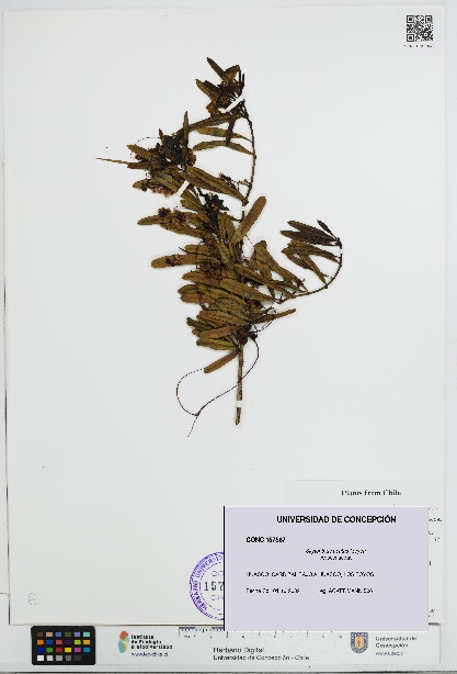 Skytanthus acutus [Espécimen: UDEC:CONC:0157567]