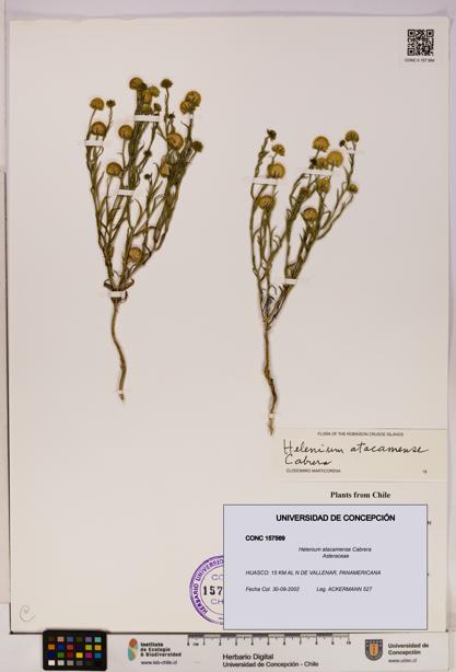 Helenium atacamense [Espécimen: UDEC:CONC:0157569]