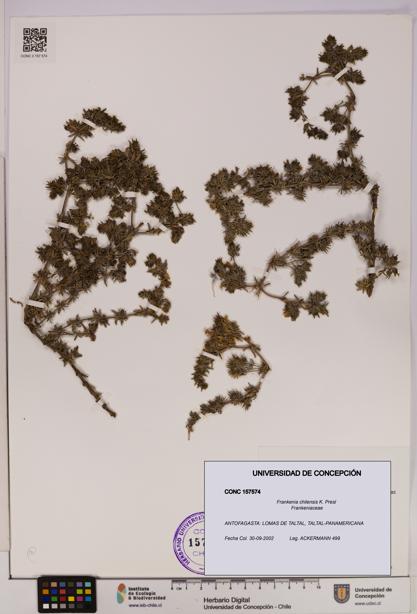 Frankenia chilensis [Espécimen: UDEC:CONC:0157574]