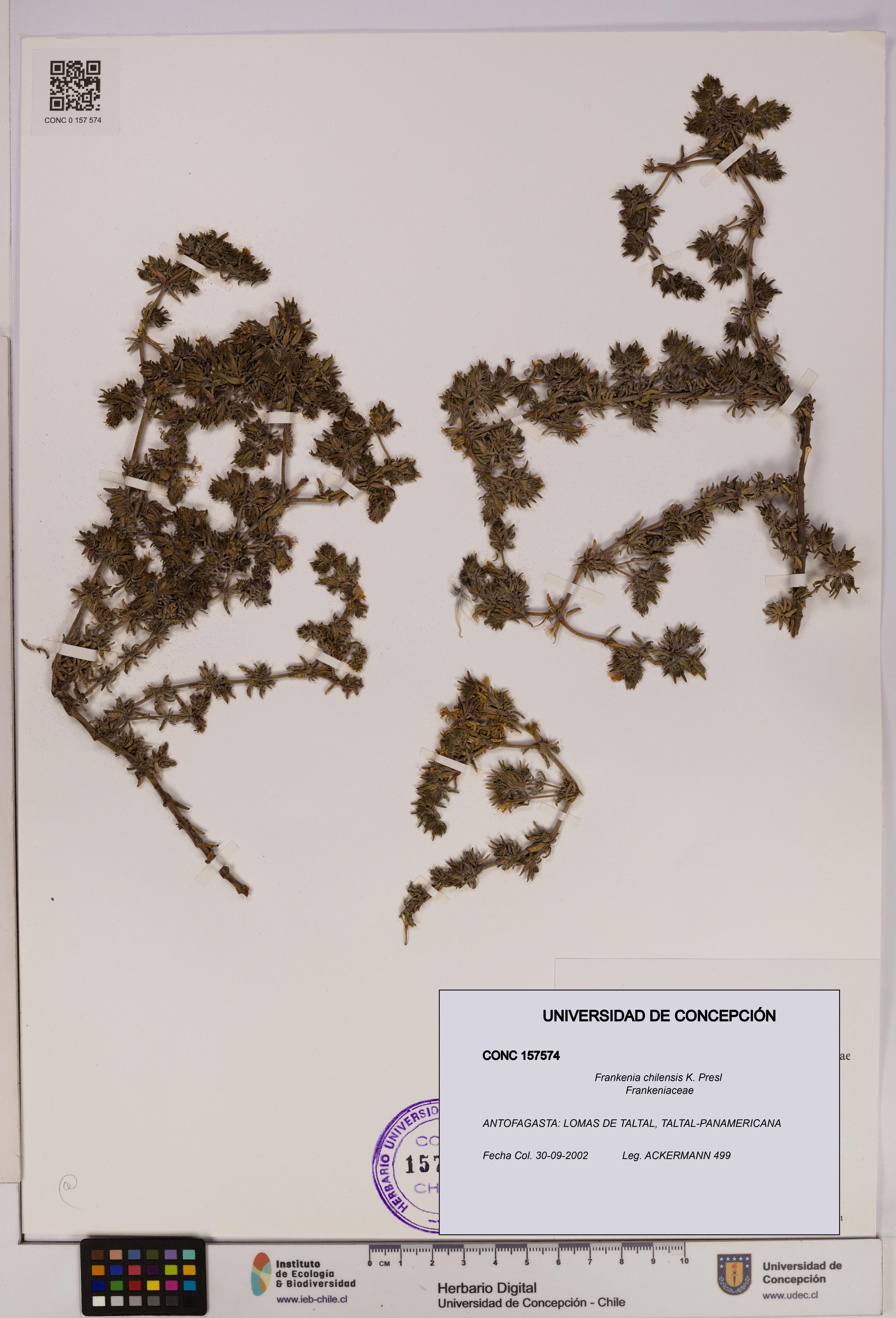 Frankenia chilensis [Espécimen: UDEC:CONC:0157574]