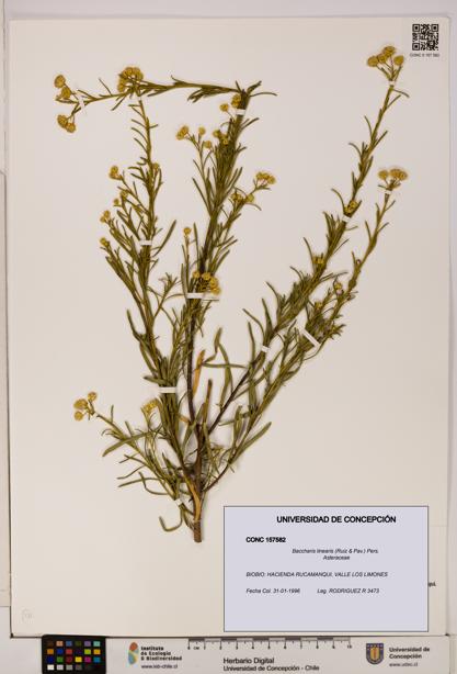 Baccharis linearis [Espécimen: UDEC:CONC:0157582]
