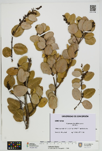 Cryptocarya alba [Espécimen: UDEC:CONC:0157584]