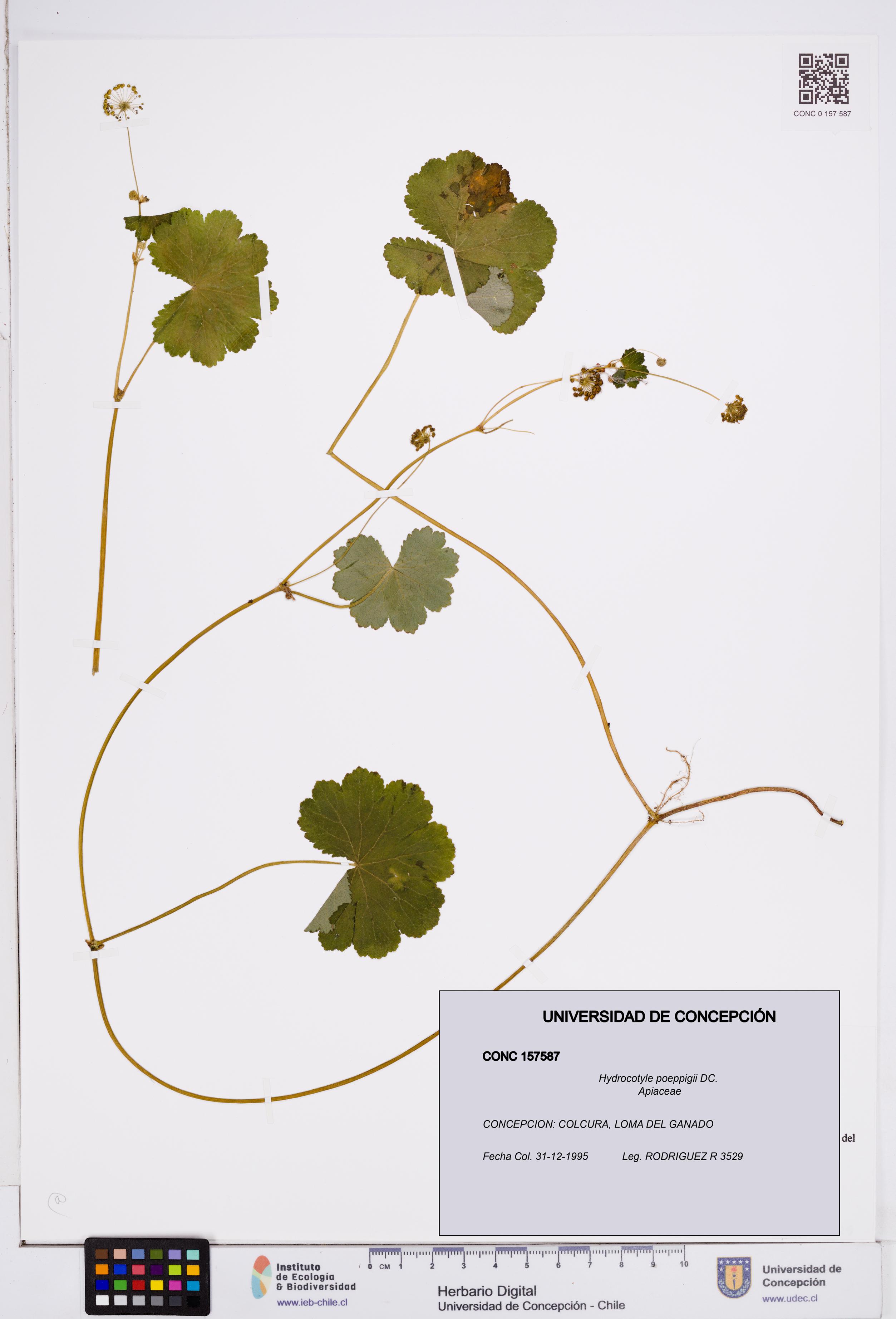Hydrocotyle poeppigii [Espécimen: ]