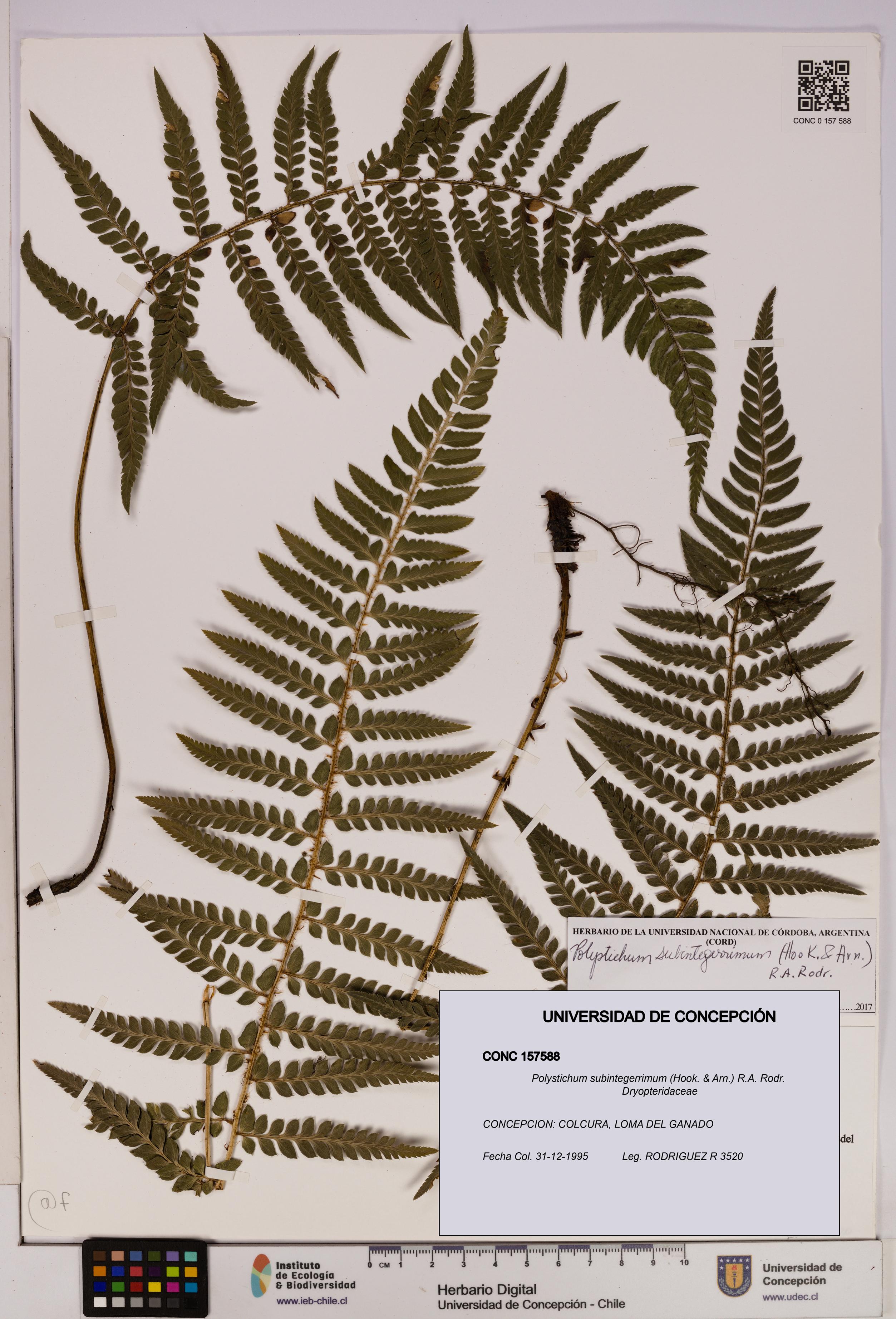 Polystichum subintegerrimum [Espécimen: UDEC:CONC:0157588]