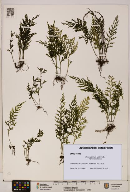 Hymenophyllum fuciforme [Espécimen: UDEC:CONC:0157592]