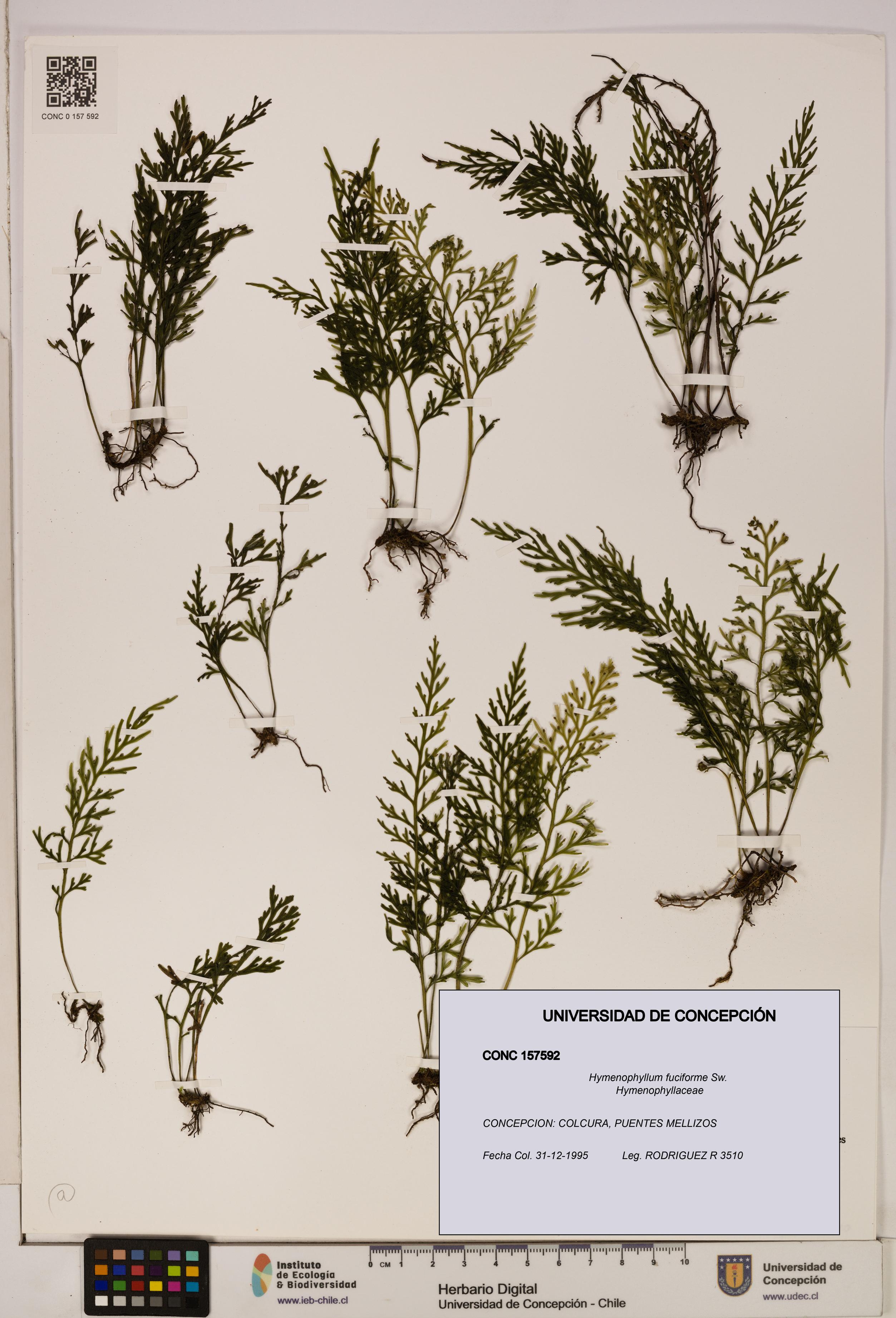 Hymenophyllum fuciforme [Espécimen: UDEC:CONC:0157592]