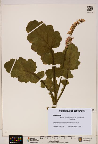 Francoa appendiculata [Espécimen: ]