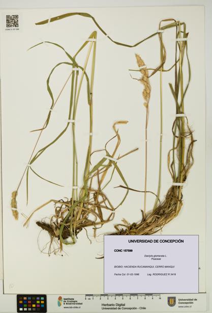 Dactylis glomerata [Espécimen: UDEC:CONC:0157599]