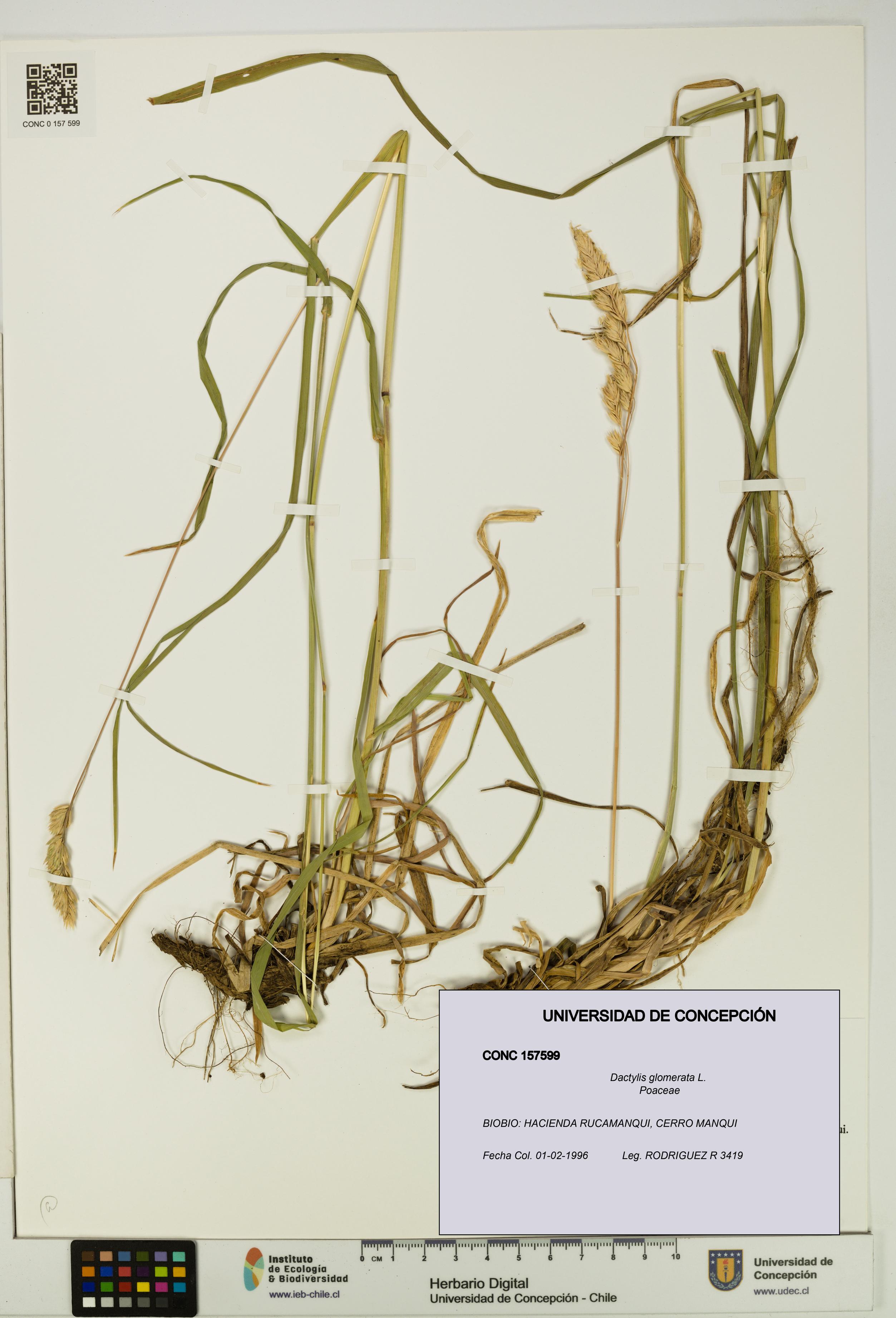 Dactylis glomerata [Espécimen: UDEC:CONC:0157599]
