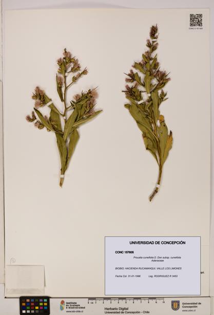 Proustia cuneifolia subsp. cuneifolia [Espécimen: UDEC:CONC:0157605]