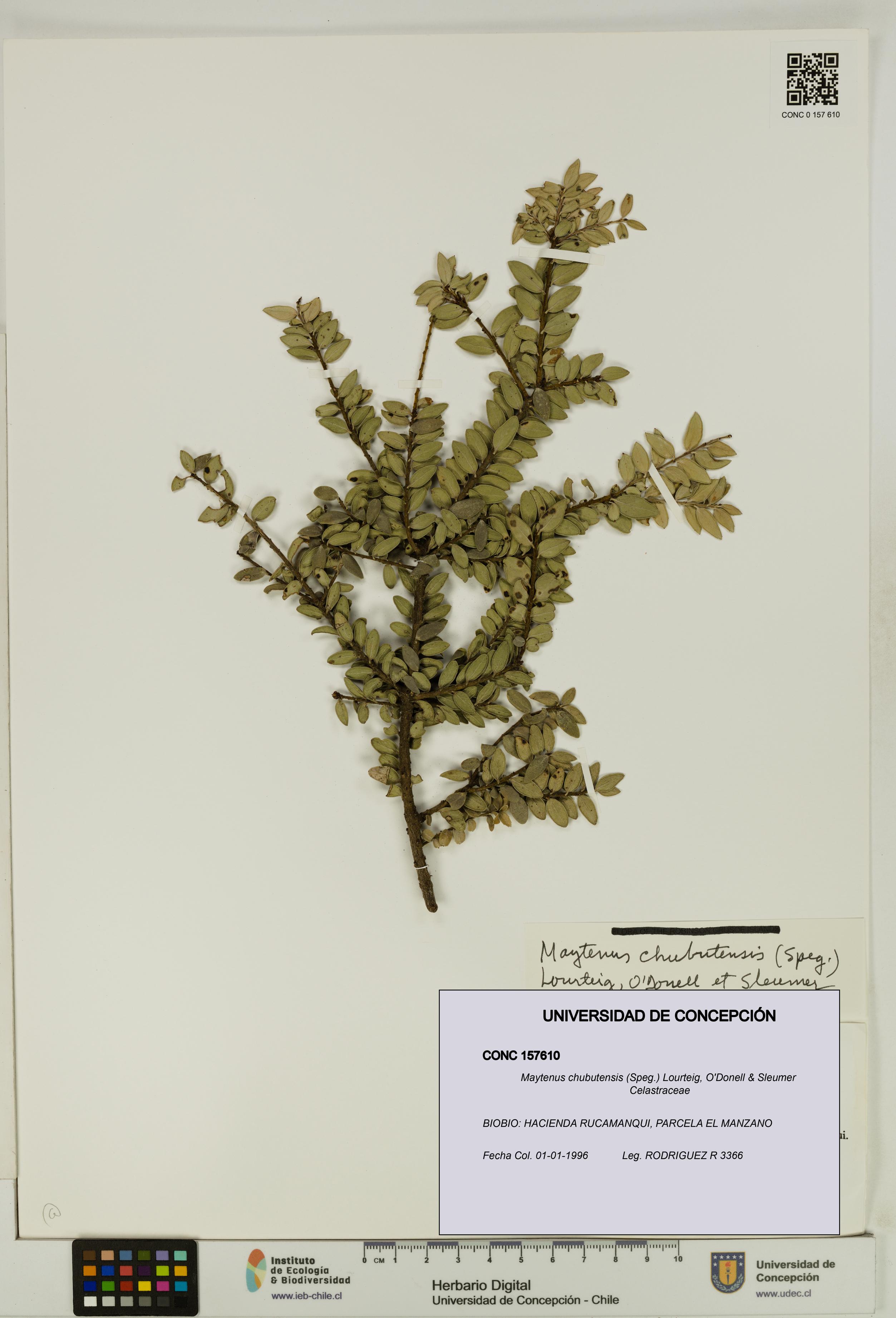 Maytenus chubutensis [Espécimen: UDEC:CONC:0157610]