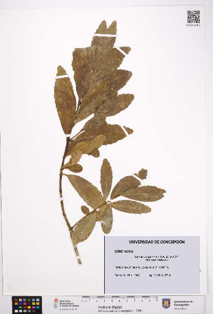 Laurelia sempervirens [Espécimen: UDEC:CONC:0157612]