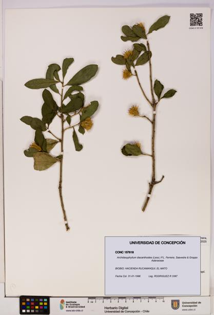 Archidasyphyllum diacanthoides [Espécimen: UDEC:CONC:0157618]