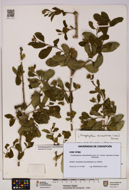 Archidasyphyllum diacanthoides [Espécimen: UDEC:CONC:0157622]