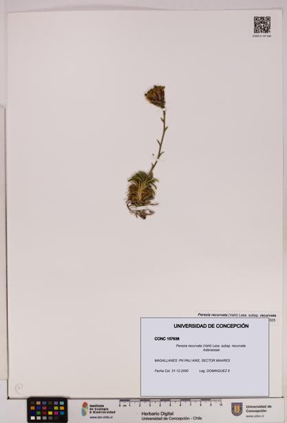 Perezia recurvata subsp. recurvata [Espécimen: UDEC:CONC:0157638]