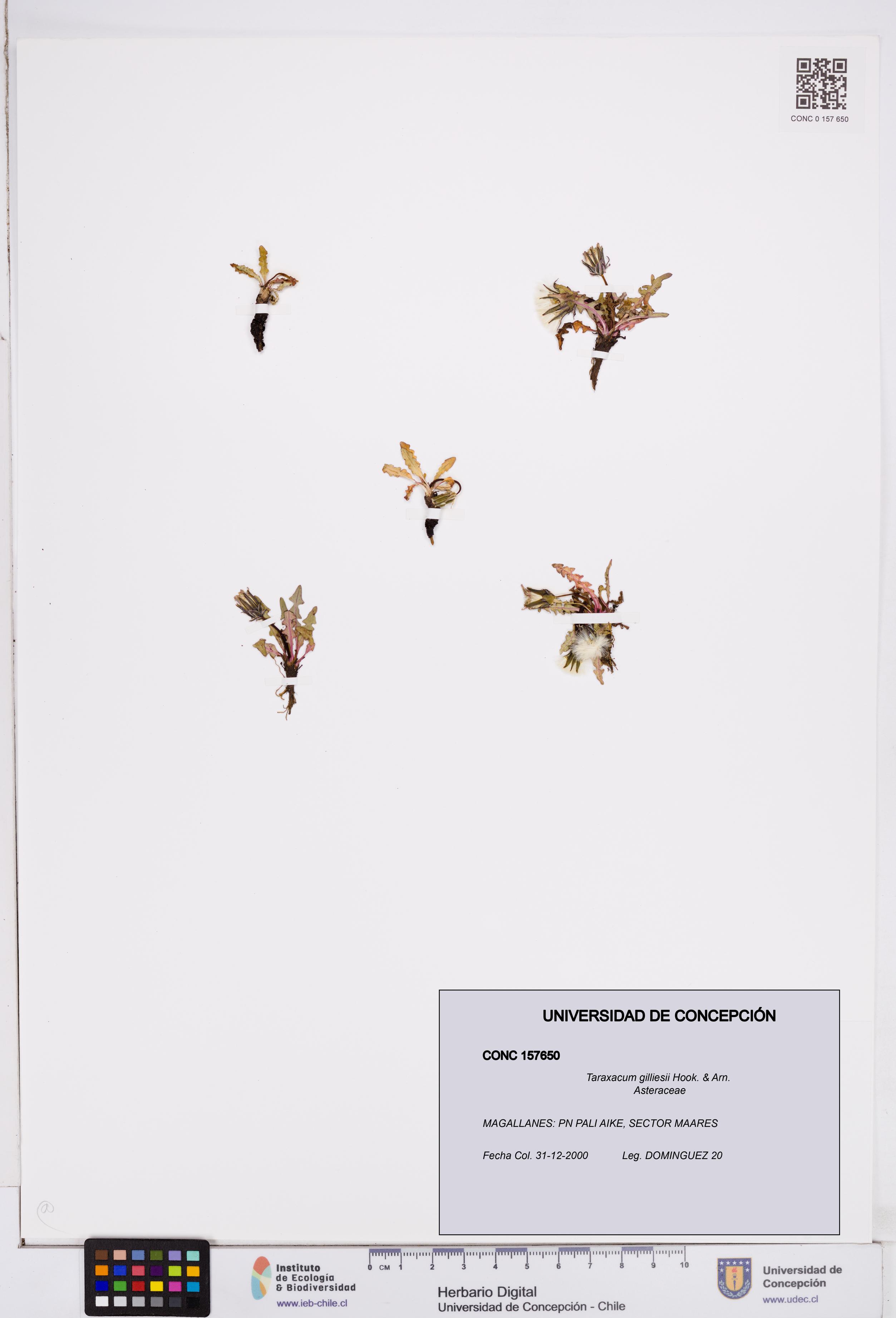 Taraxacum gilliesii [Espécimen: ]
