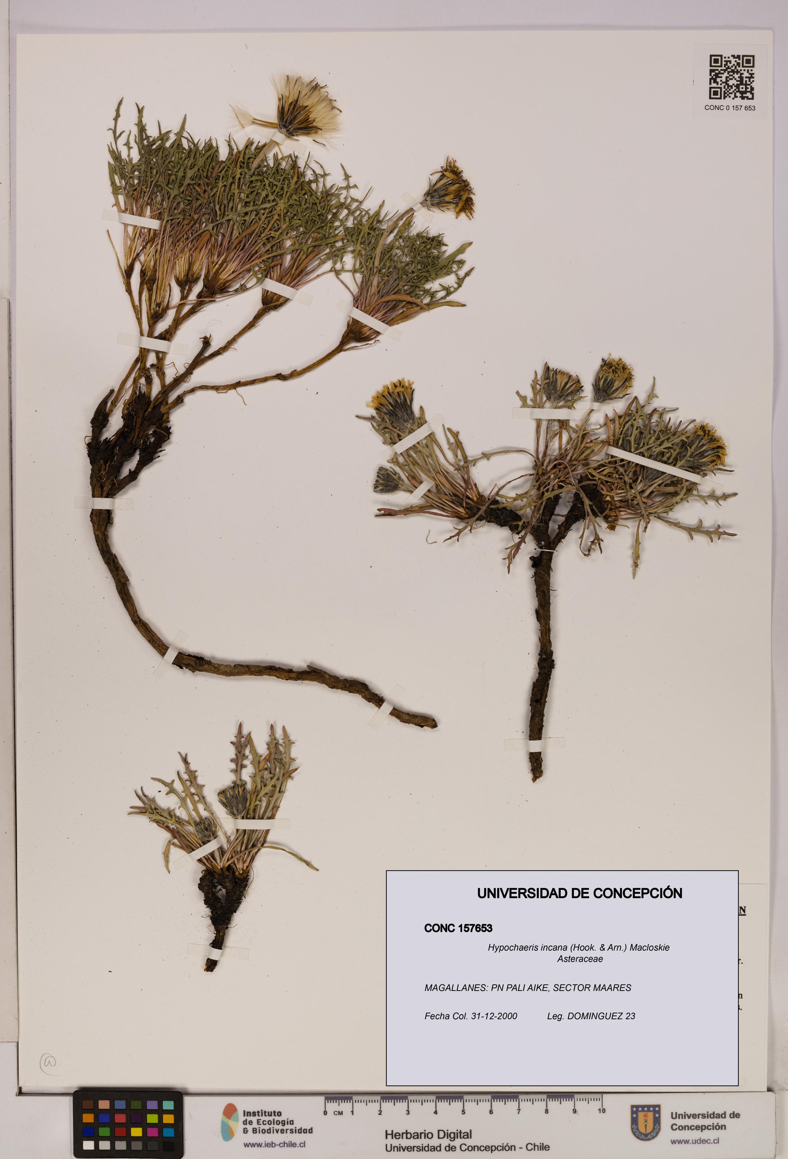 Hypochaeris incana [Espécimen: UDEC:CONC:0157653]
