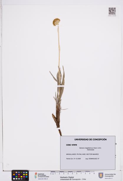 Senecio magellanicus [Espécimen: ]