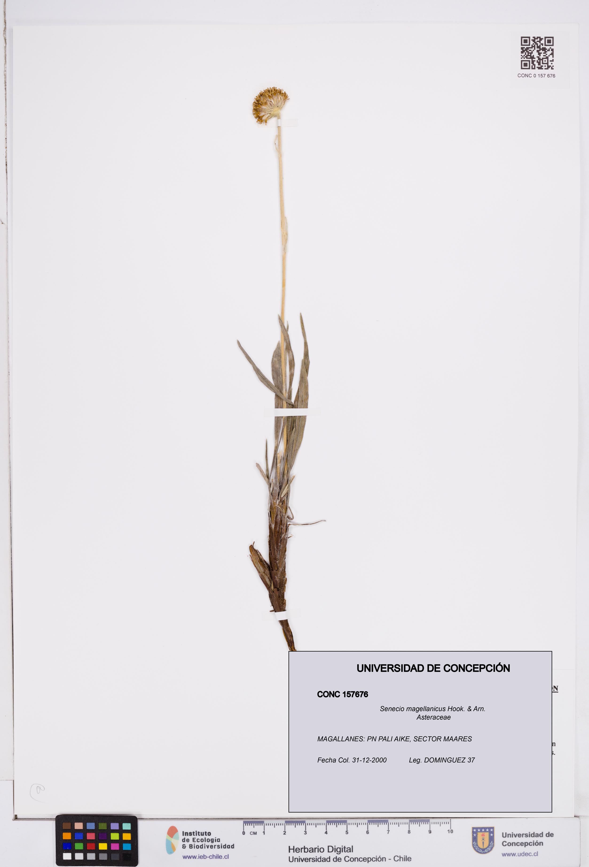 Senecio magellanicus [Espécimen: ]